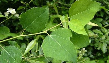 Aspen para el tratamiento de la prostatitis crónica