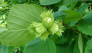 Hazel para el tratamiento de la prostatitis crónica