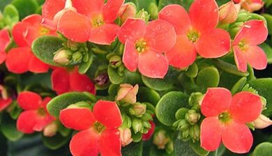 Kalanchoe para el tratamiento de la prostatitis crónica