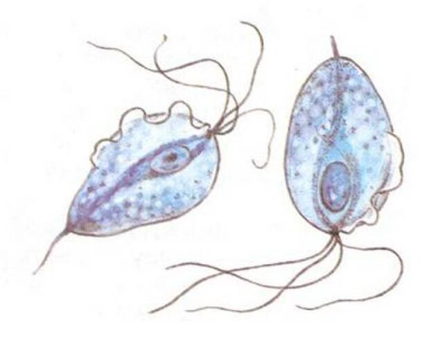 Trichomonas agentes causantes de la prostatitis.